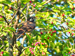 2021-05-25_公園散歩-1