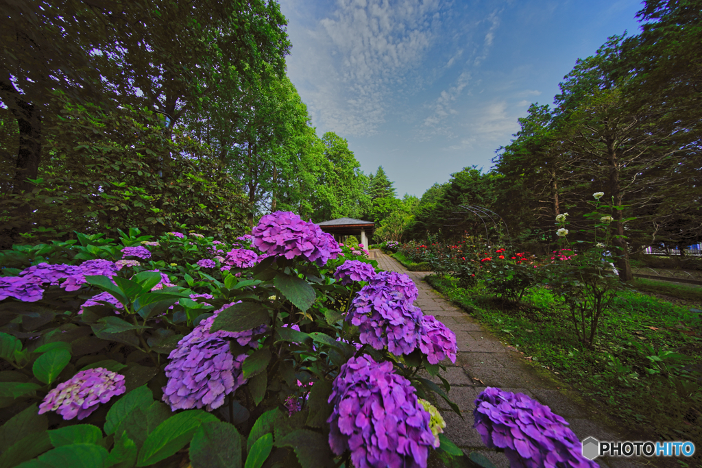 2021-06-21_栃木県中央公園-1