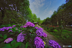 2021-06-21_栃木県中央公園-1