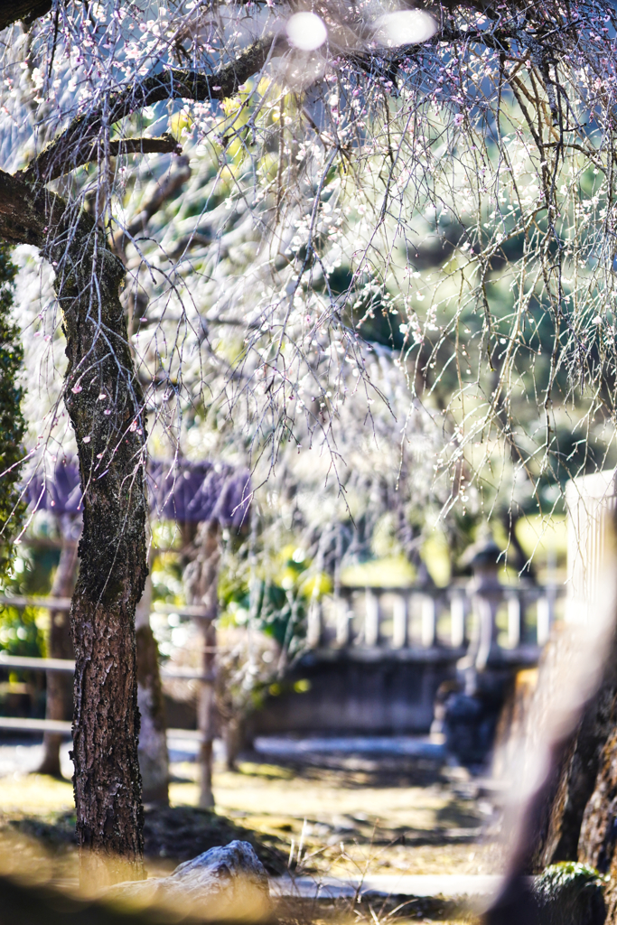 2024-03-03_御嶽山神社-1