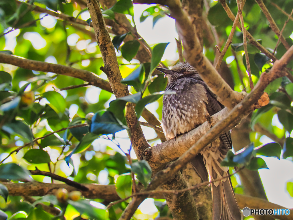 2022-01-04_金滝山 清水寺-1