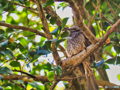 2022-01-04_金滝山 清水寺-1