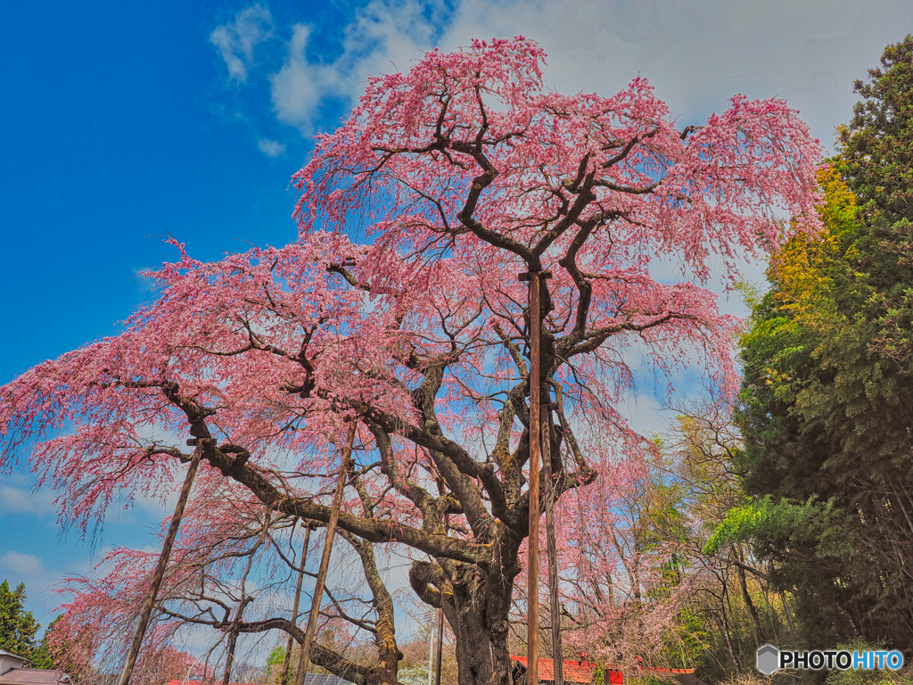 2021-04-03_福島の桜(4)