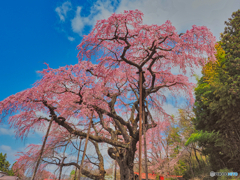 2021-04-03_福島の桜(4)