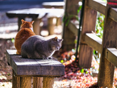 2024-12-15_唐澤山神社-1