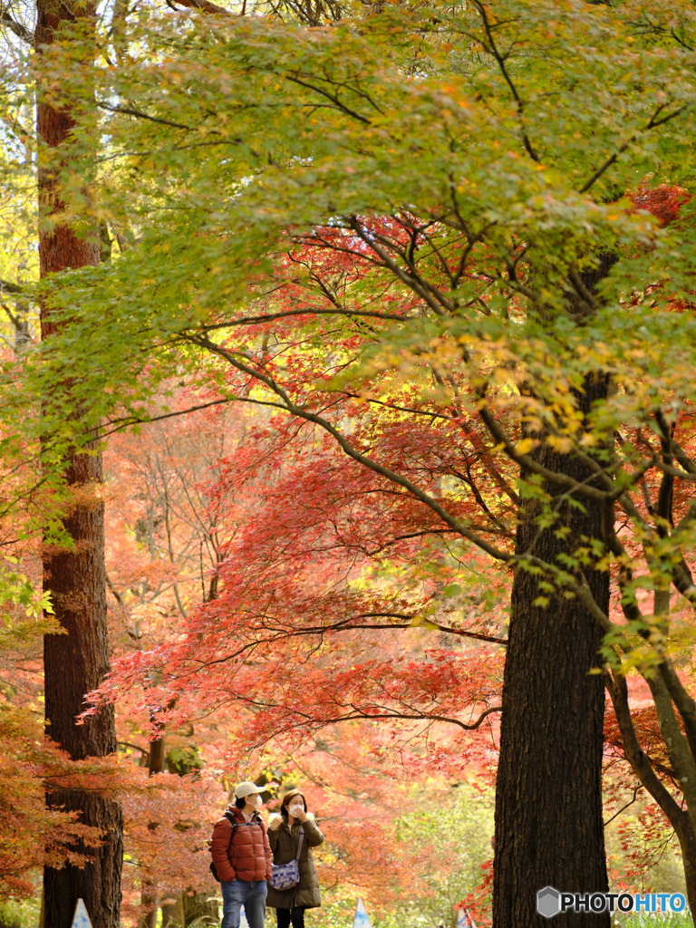 2021-11-27_国営武蔵丘陵森林公園-2