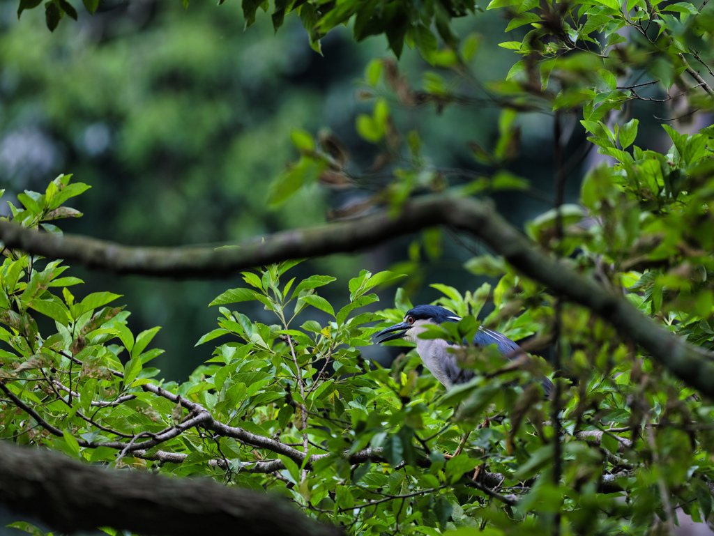 2024-06-30_栃木県井頭公園-1