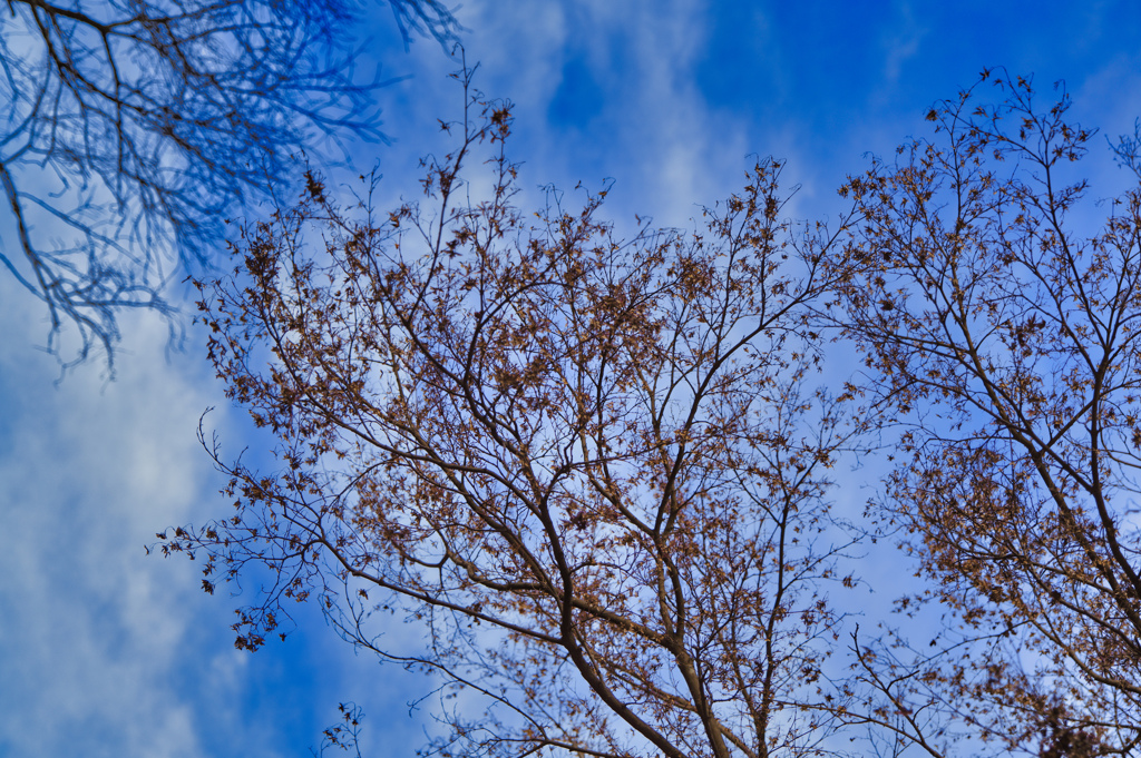 2026-01-11_金滝山 清水寺、天台宗、花の寺