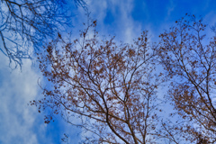 2026-01-11_金滝山 清水寺、天台宗、花の寺