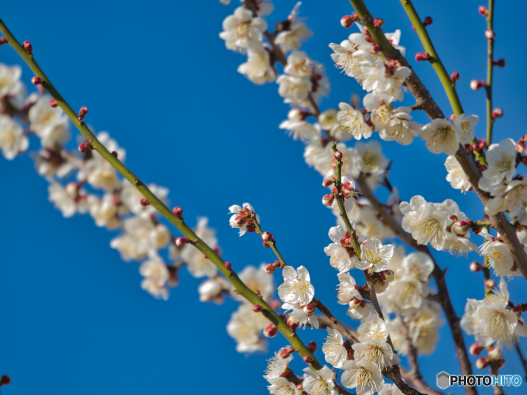 2021-02-23_あけぼの山農業公園(3)