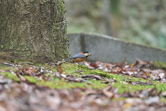 2023-11-12_長岡公園-1