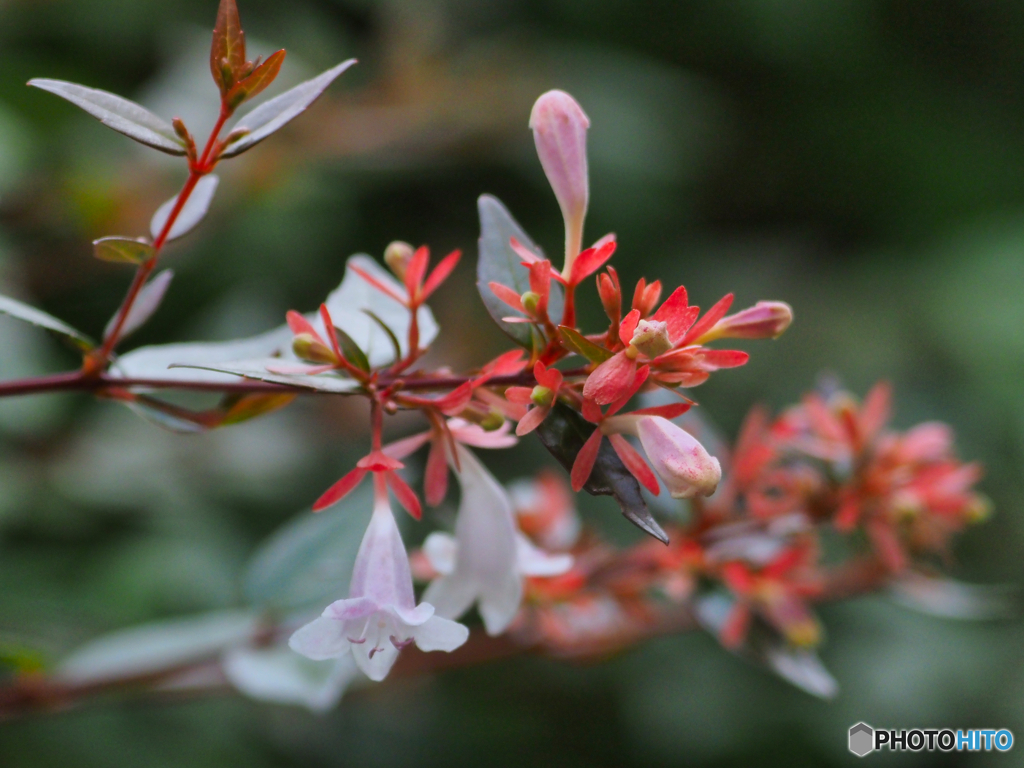 2021-06-25_八幡山公園