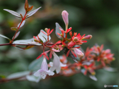2021-06-25_八幡山公園