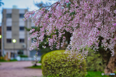 2023-04-07_桜美公園-2