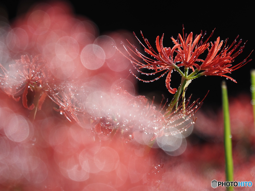 2021-09-19_彼岸花群生地-5