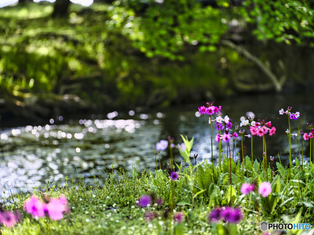 2022-06-04_仙人庵(中禅寺湖)-2