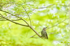 2024-04-21_栃木県中央公園-3