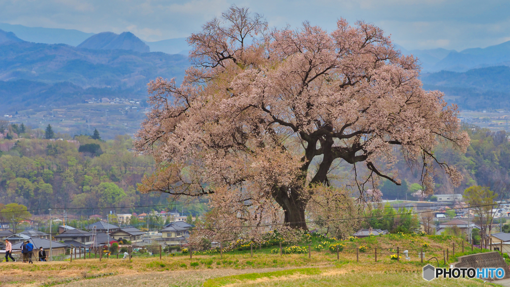 2021-04-02_わに塚のサクラ(1)