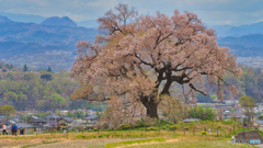 2021-04-02_わに塚のサクラ(1)