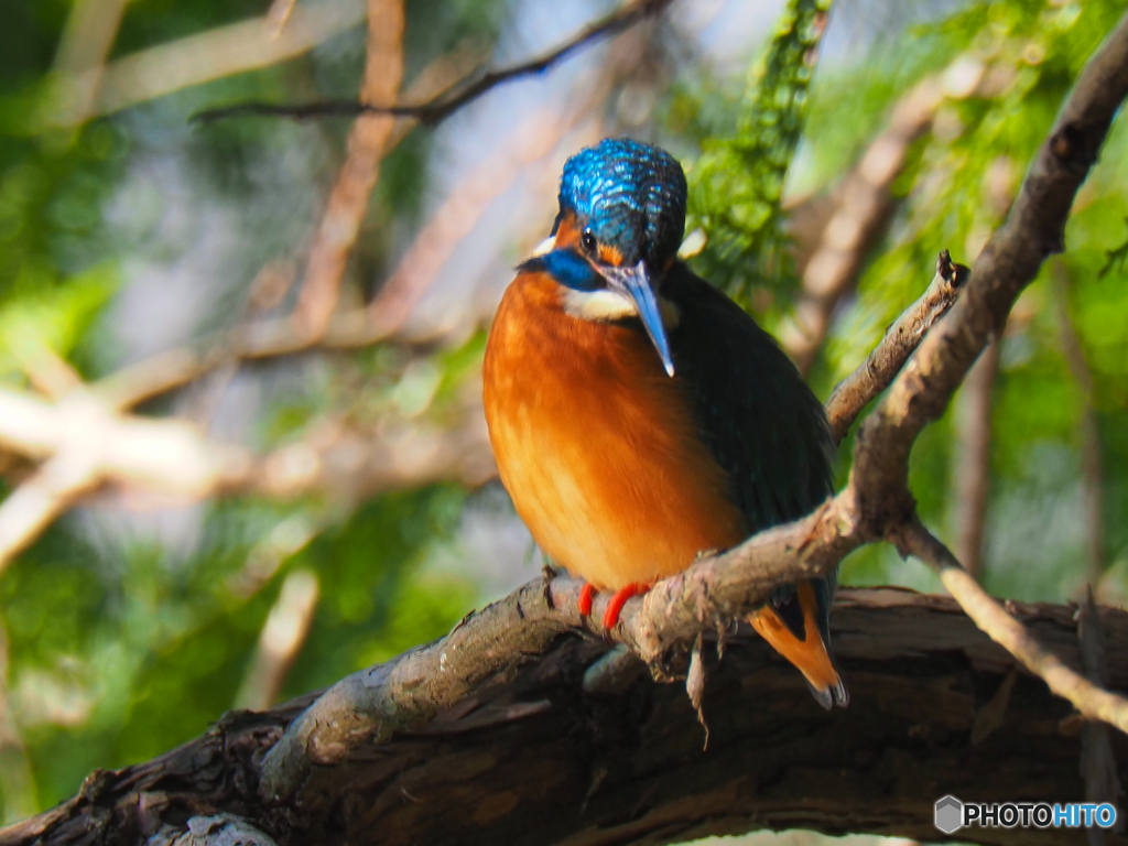 2021-12-25_栃木県 井頭公園-3