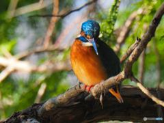 2021-12-25_栃木県 井頭公園-3