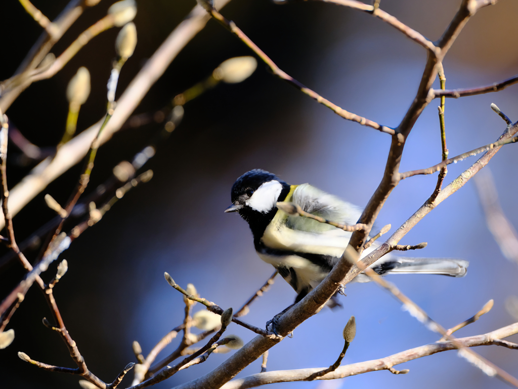 2026-01-25_栃木県井頭公園