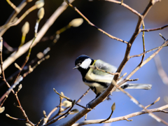 2026-01-25_栃木県井頭公園