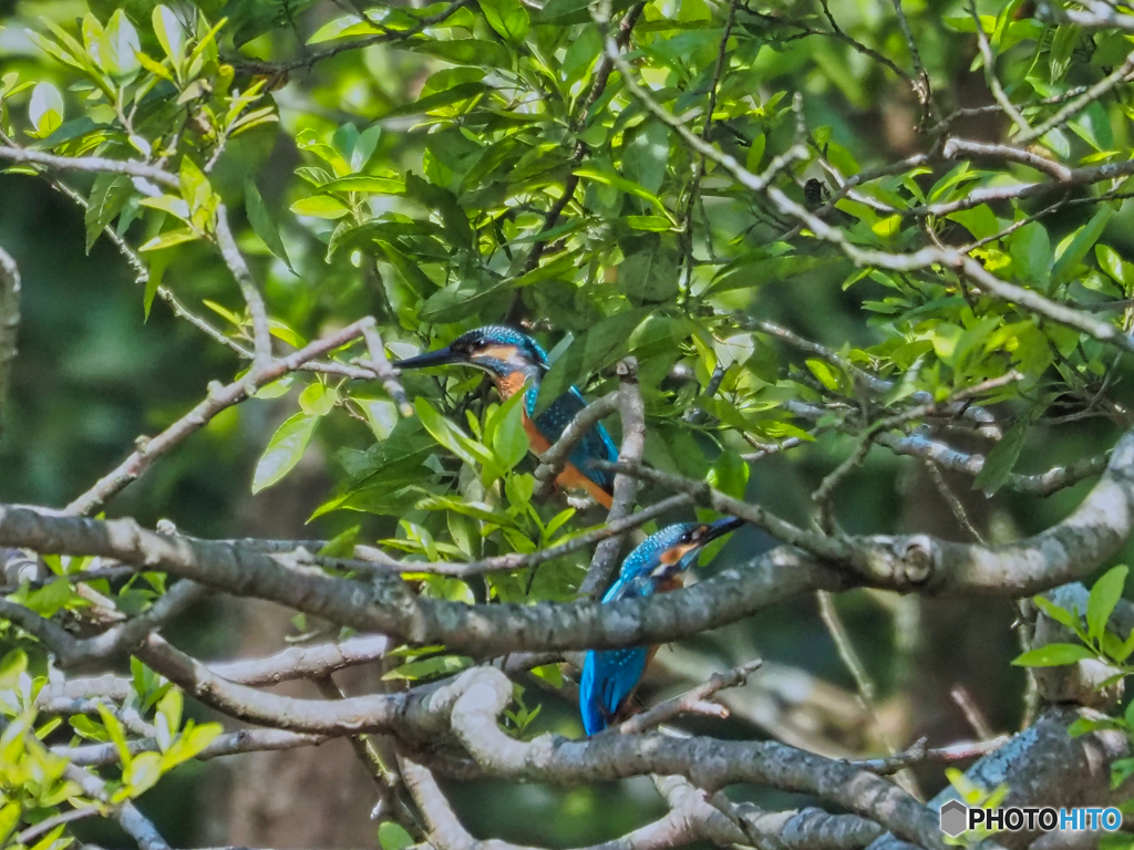 2021-07-31_井頭公園-2