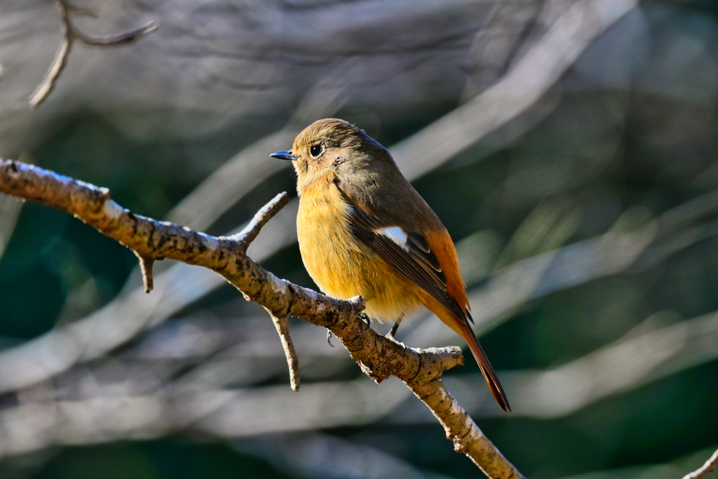 2025-02-01_栃木県井頭公園-2