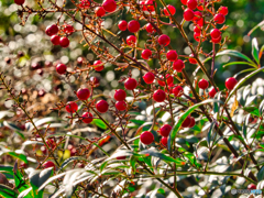 2020-11-29_赤川ダム