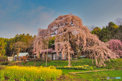 2021-04-03_福島の桜(1)