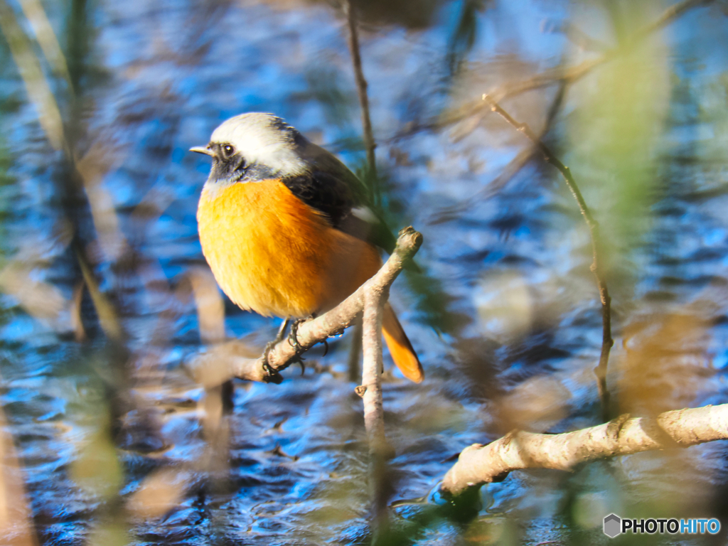 2022-01-08_栃木県 井頭公園-2
