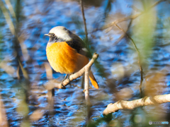 2022-01-08_栃木県 井頭公園-2