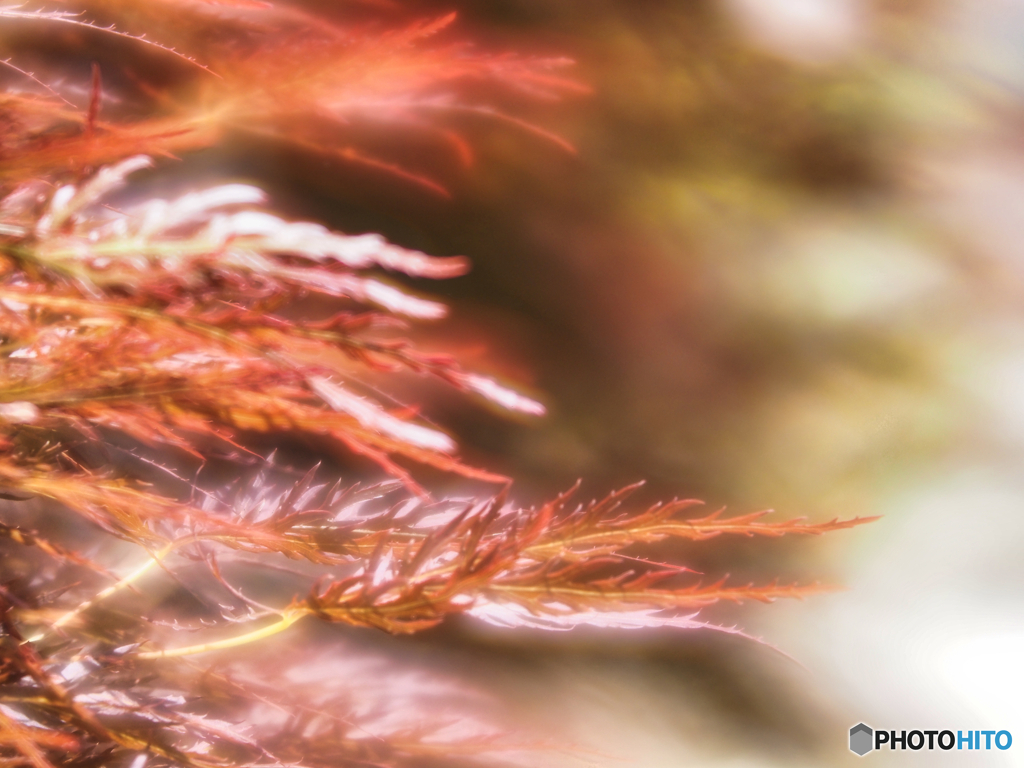 2022-05-28_栃木県中央公園-1