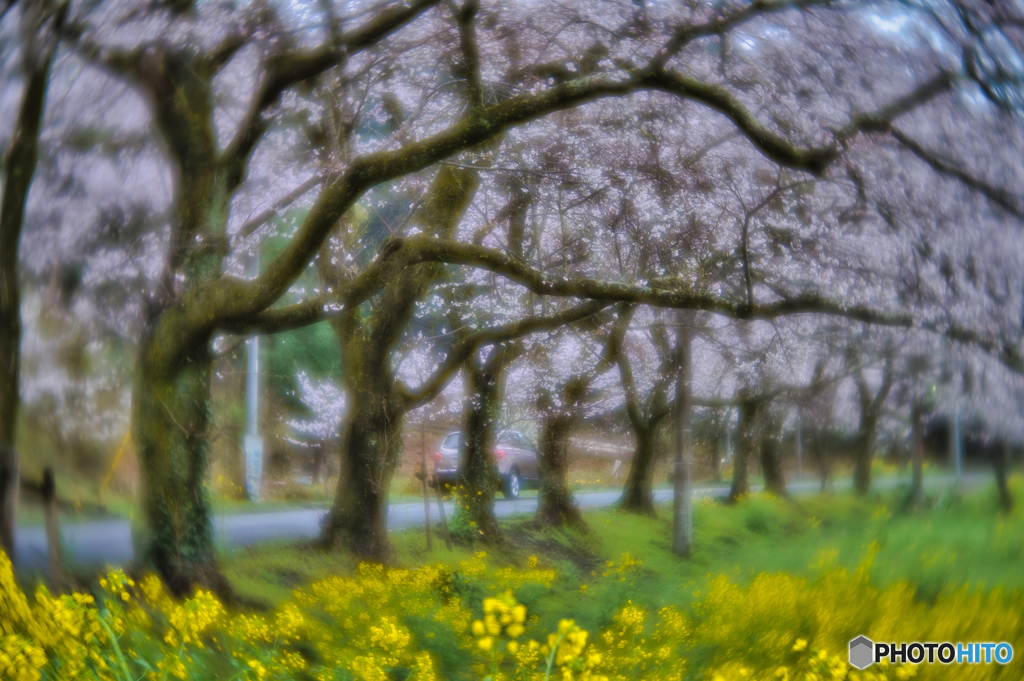 2023-03-26_太平山遊閲覧道路(桜のトンネル)