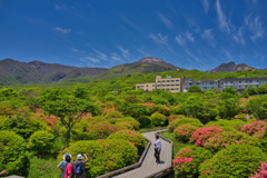 2020_八幡ツツジ群落(7)