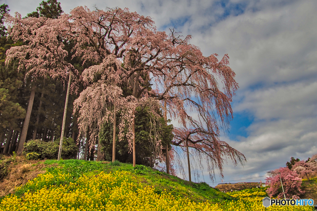 2021-04-03_合戦場のしだれ桜(1)