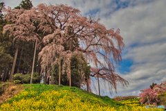 2021-04-03_合戦場のしだれ桜(1)