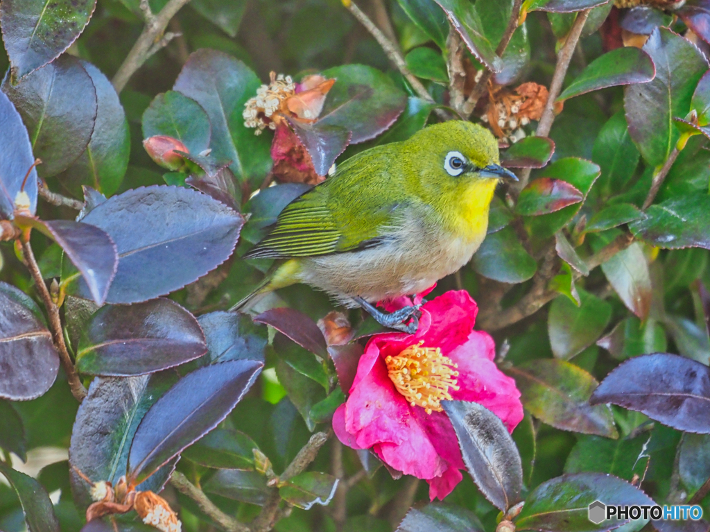 2021-01-31_野鳥(9)