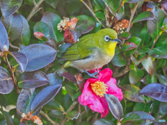 2021-01-31_野鳥(9)