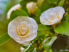 2021-03-20_散策(9)