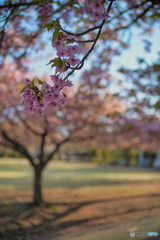 2023-03-20_宇都宮 城址公園(JPEG)