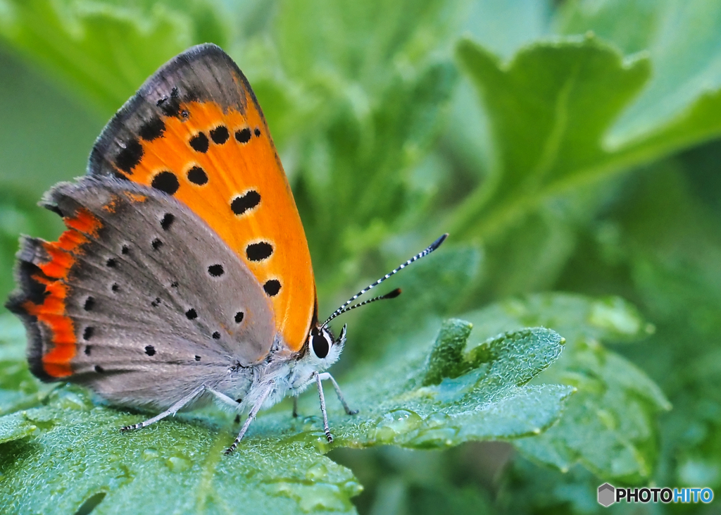 2022-06-25_自宅付近