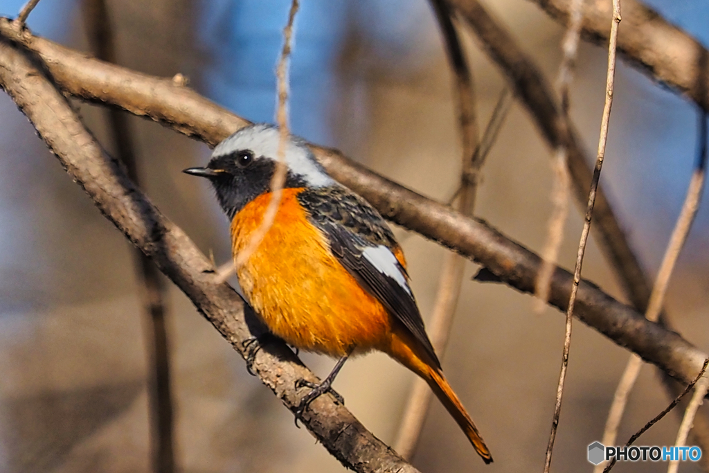 2021-02-06_野鳥(1)