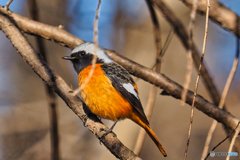 2021-02-06_野鳥(1)