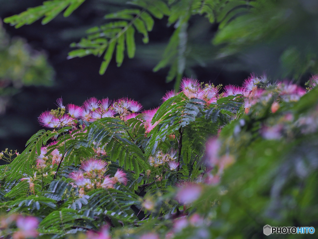 2021-07-23_七ツ岩吊橋-1