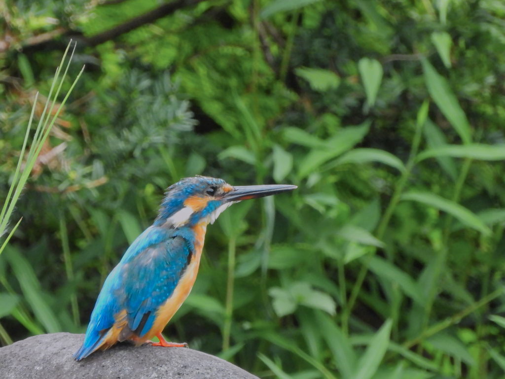 2021-08-12_栃木県中央公園-4