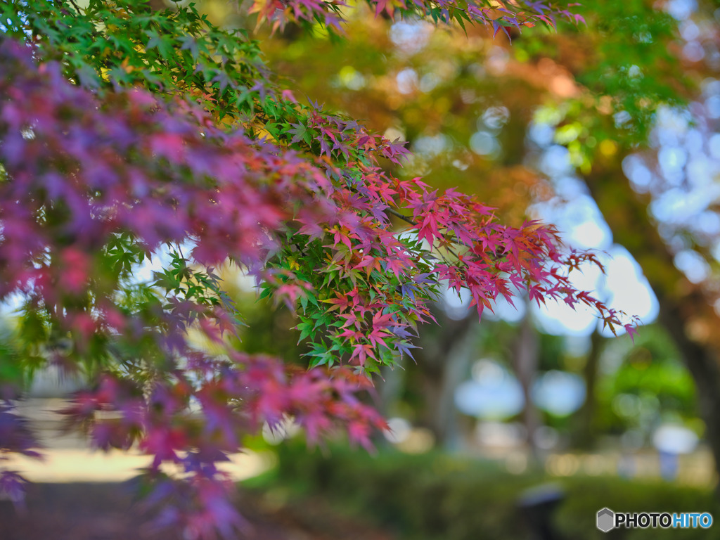 2022-11-12_大山公園-1