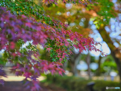 2022-11-12_大山公園-1