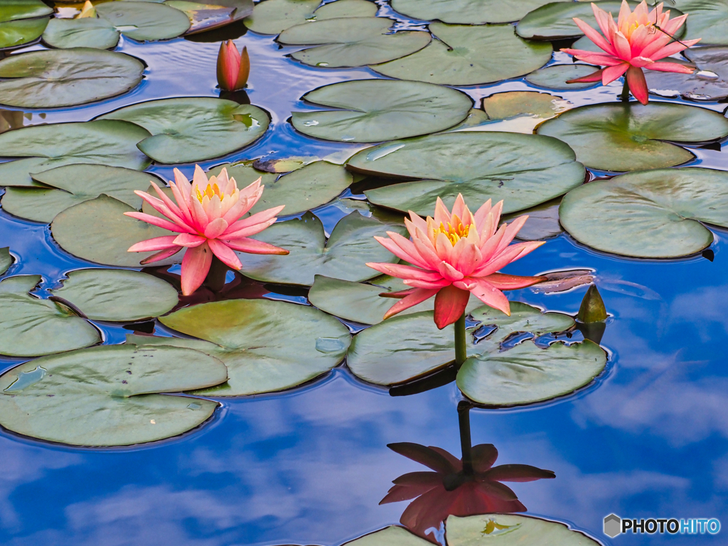 2021-06-18_照南湖ビオパーク-2